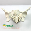 PELVIS02 (12339) Medizinische Anatomische Erwachsene Männlichen Pelvis Modelle, Anatomie Modelle&gt; Männlich / Weiblich Modelle